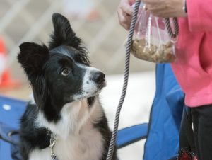 border collie dog looking at bag of treats outside agility ring