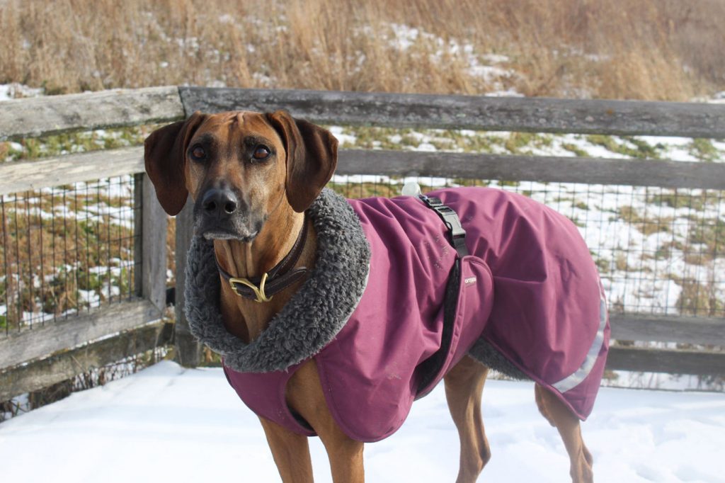 rhodesian ridgeback dog wearing pomppa winter coat in snow