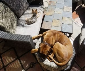 reactive rhodesian ridgeback and yorkie dog laying in the sun 
