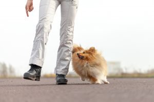 pomeranian dog following hand signals from trainer around legs