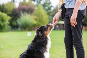 dog in training eating treat from trainers hand outside