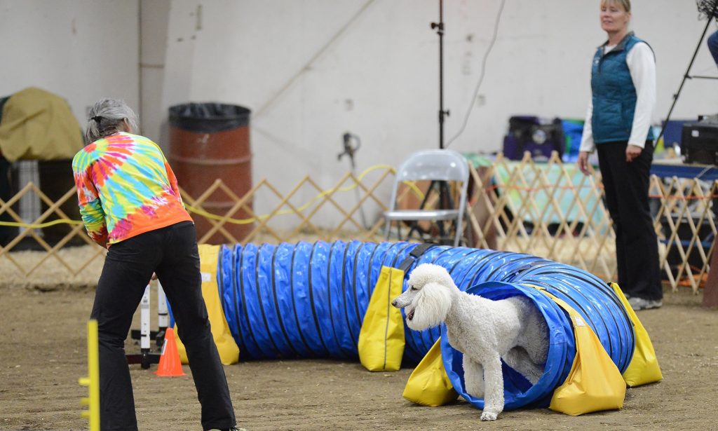 standard poodle does agility tunnel with handler during class