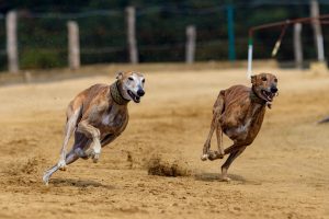 greyhounds chasing a lure show strong prey instinct