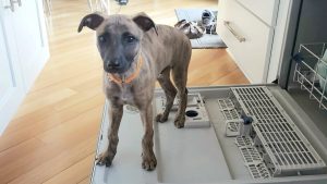 whippet puppy stands on dishwasher door
