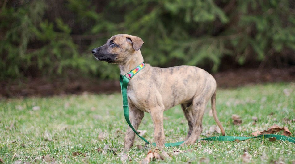 a red brindle whippet puppy stands in grass looking thoughtful